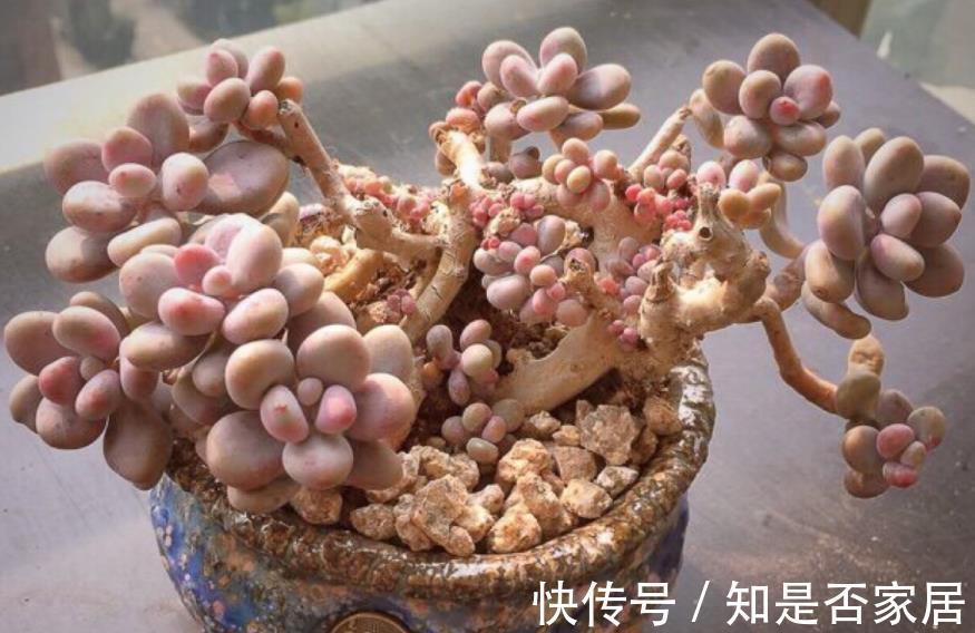 盆栽|立秋后养多肉,坚持“2多1少1勤”,叶子肥美水灵,颜色漂亮