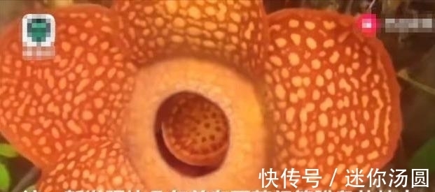 颜色|印尼称世界最大花朵又刷新纪录，此花花朵巨大颜色亮丽却奇臭无比