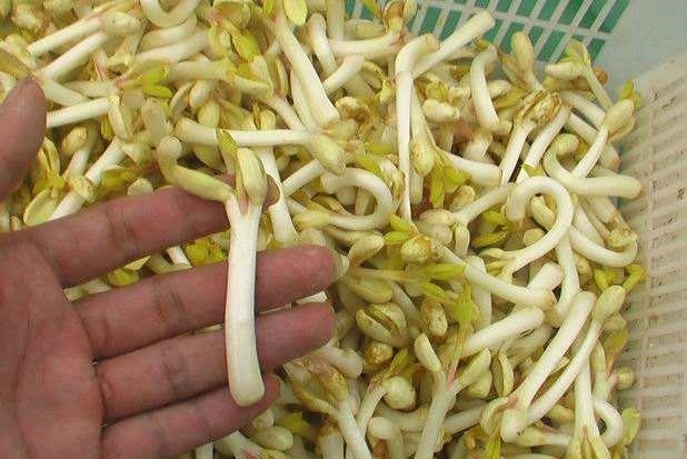 抗癌|经常吃花生芽可以抗癌营养师辟谣吃一种花生芽,反而有危险