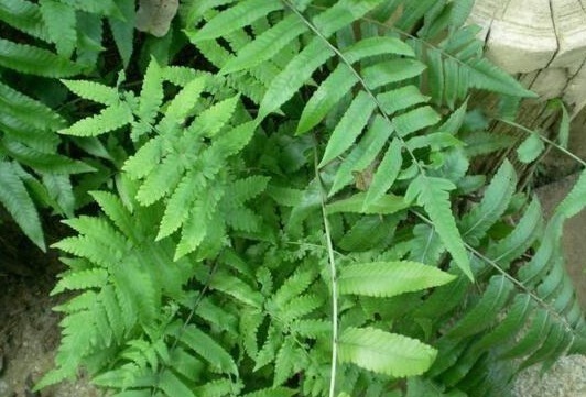 老水井|老水井边的这种草,人称八字龙,如今不多见,能抗癌,看到别乱拔