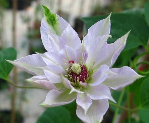 这“3种花”,靠一根枝就能“蹿满墙”,家里养一盆,半月成红墙