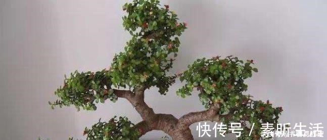金枝玉叶|家里养金枝玉叶,几件“小事”做好了,小苗快速变老桩,枝繁叶茂