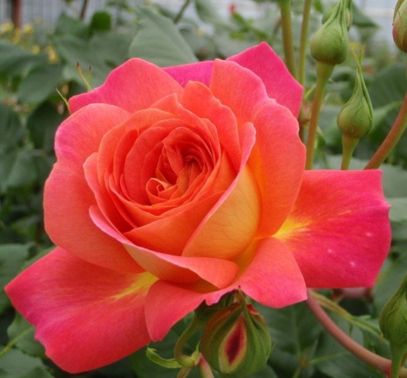 “玫瑰珍品”仲夏,热情如火,花色艳丽,可以说是养花必备