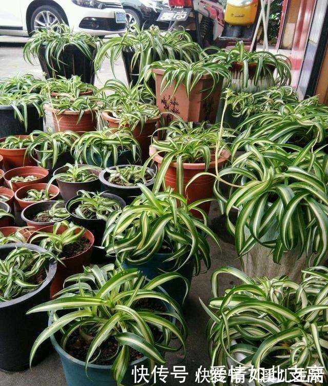 叶片|邻居家的“吊兰”泛滥成灾,每盆长成“狮子头”,窍门有3个!
