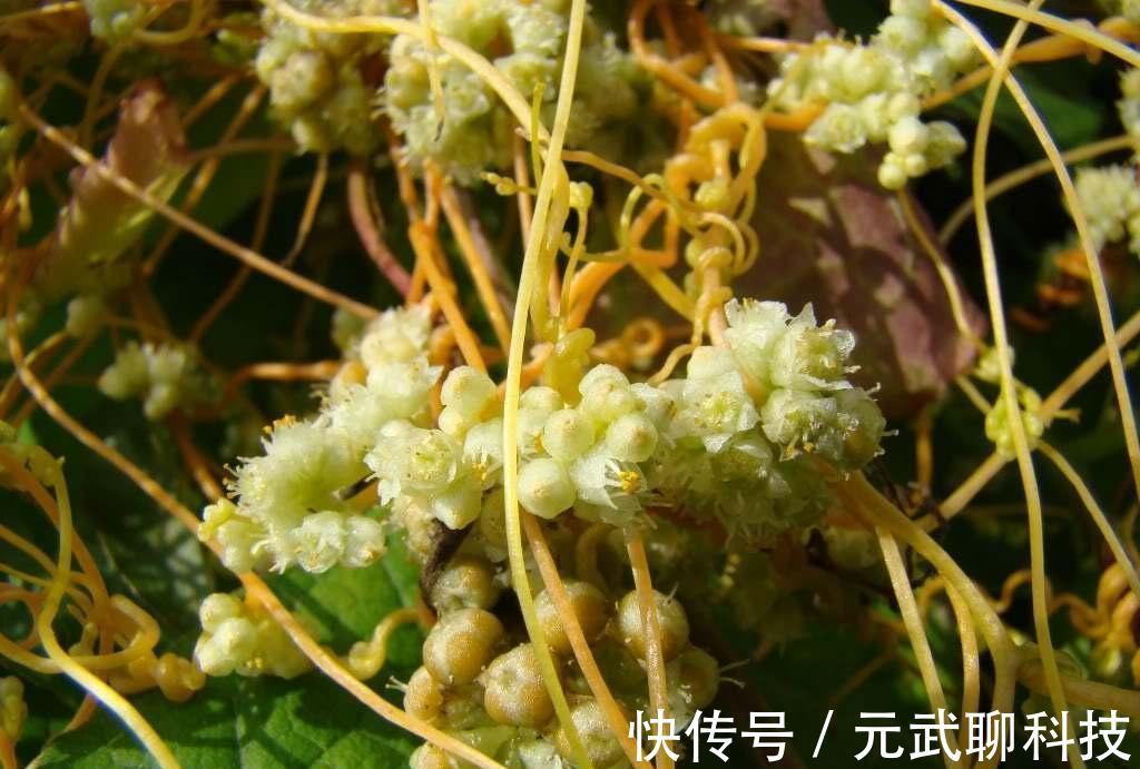 中药|有没有一味中药可以补心肝脾肺肾五脏这个“没妈的孩子”就可以