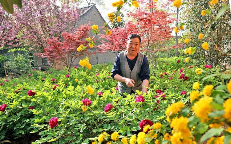 大荔七旬老人自建牡丹园，对外开放分文不取