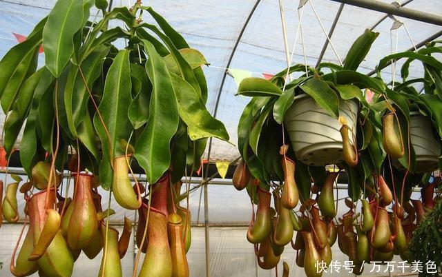 此3种花养家里，粉尘、病菌减少一半，第2种专门吃蚊子