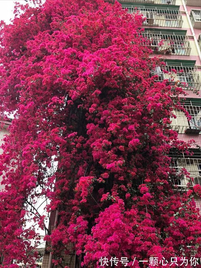 公认好养的5种花，能活一百年，开花吉利带仙气，越养越值钱