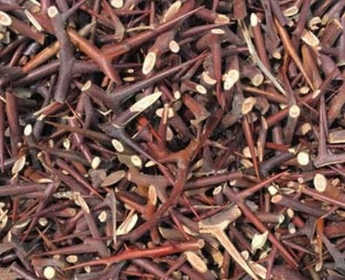  植物|老中医：一种植物在农村随处可见，殊不知用来治病有奇效，了解下