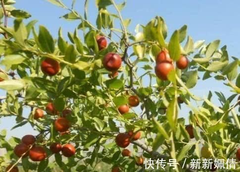 睡眠|失眠的“克星”找到了!每天吃一点,养神助眠,每天睡得香