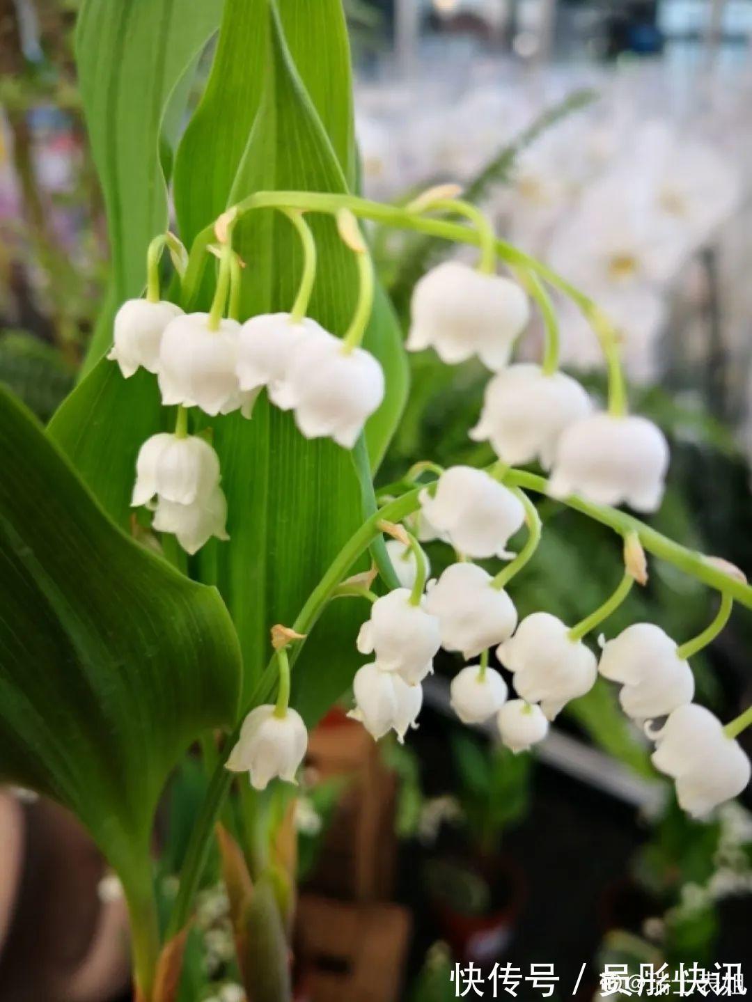 蓝蝴蝶|5种花真稀罕,叶子越晒越红彤彤,一盆能开20朵!