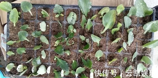 营养土|3种花现在扦插超容易,1周就能生根发芽!1个月后变养花大户!