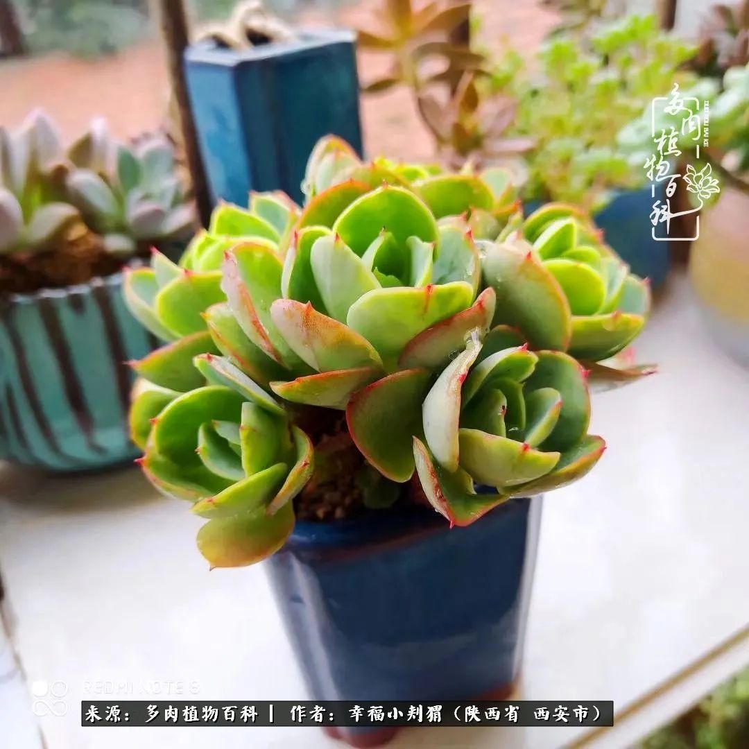 时光荏苒，种肉赏肉已成了生活中不可缺少的一部分！