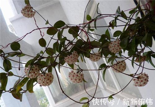 球兰|1种懒人花，丢水里就能活，爬满阳台开成花墙，值得拥有