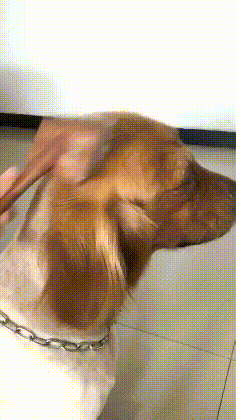 |搞笑GIF:撩妹有风险 搭讪需谨慎