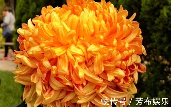 花花|喜欢菊花,不如养盆“菊中精品”枫林夕照,似晚霞枫叶,百媚妖娆