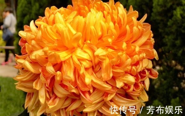 花花|喜欢菊花，不如养盆“菊中精品”枫林夕照，似晚霞枫叶，百媚妖娆