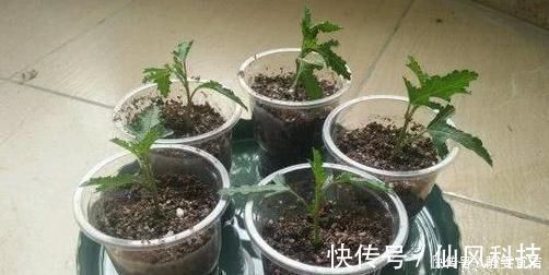 生根|“3种花”扦插正当时,剪个枝插盆里,15天就生根,成活率高