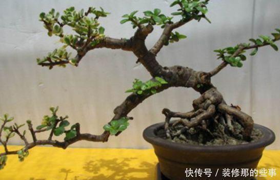 土壤|马齿笕树养5年,变成老桩盆景很值钱,做5步就实现
