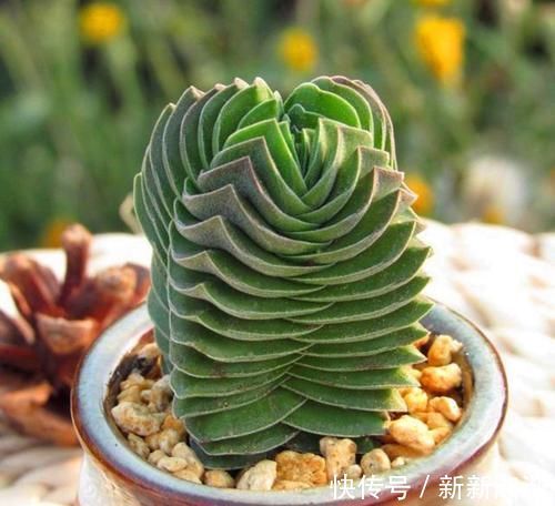 5种长相奇怪的多肉,种在小盆里,好看又皮实,可养很多年!