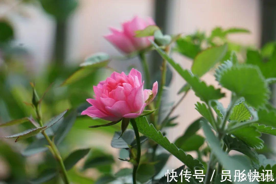 蓝蝴蝶|5种花真稀罕,叶子越晒越红彤彤,一盆能开20朵!