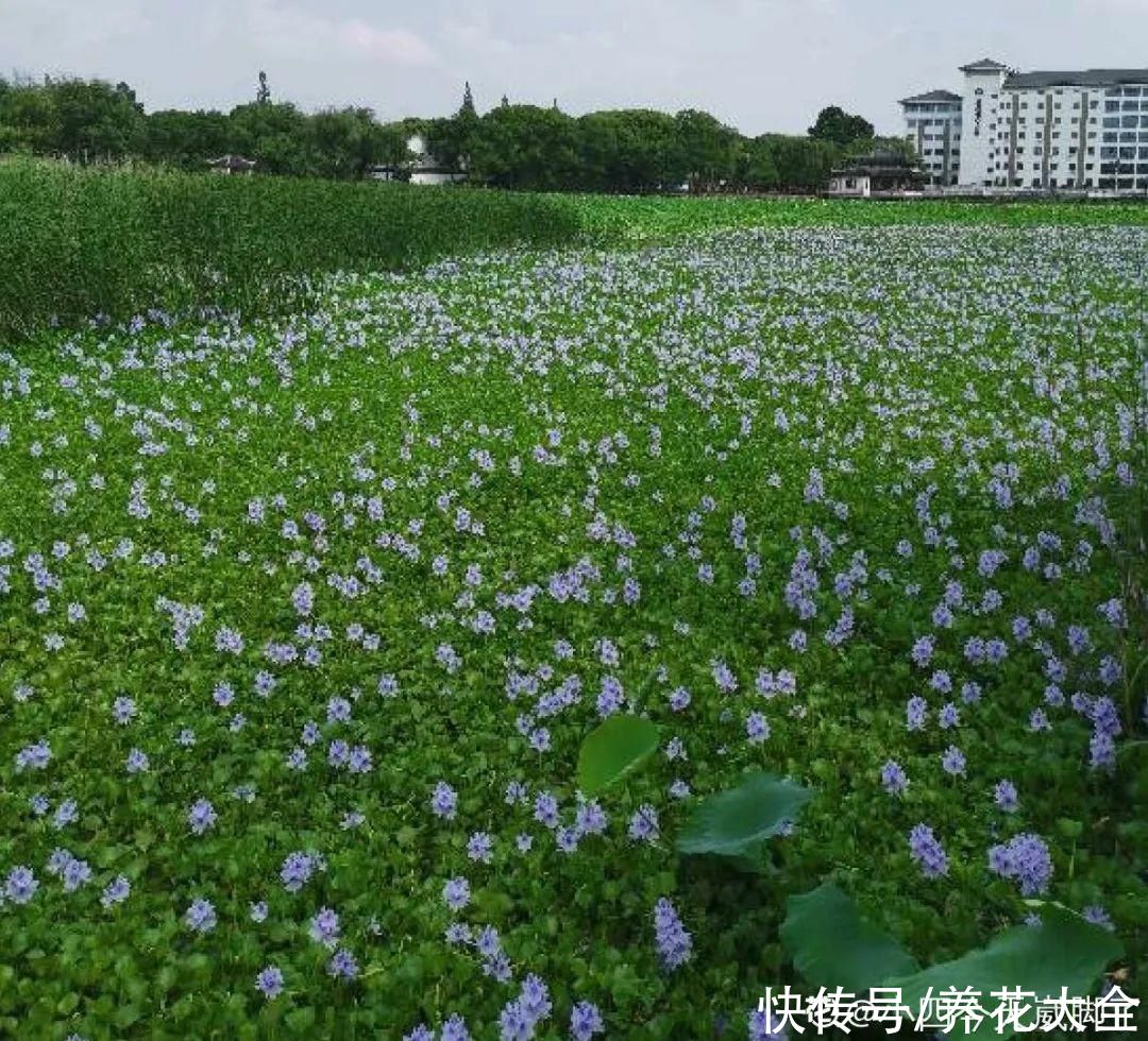 院子长出9种草，看到就铲除，留着就是大祸害