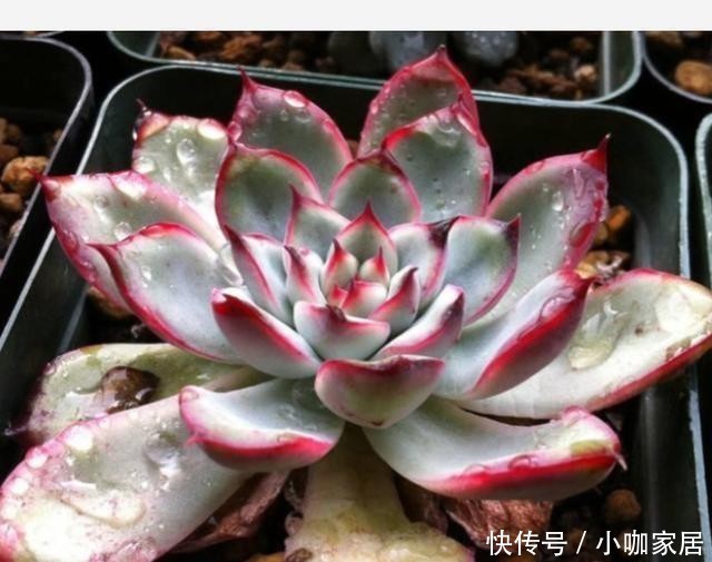 天冷温差大,多肉花月夜叶缘为什么不红?掌握3个方法叶边红起来