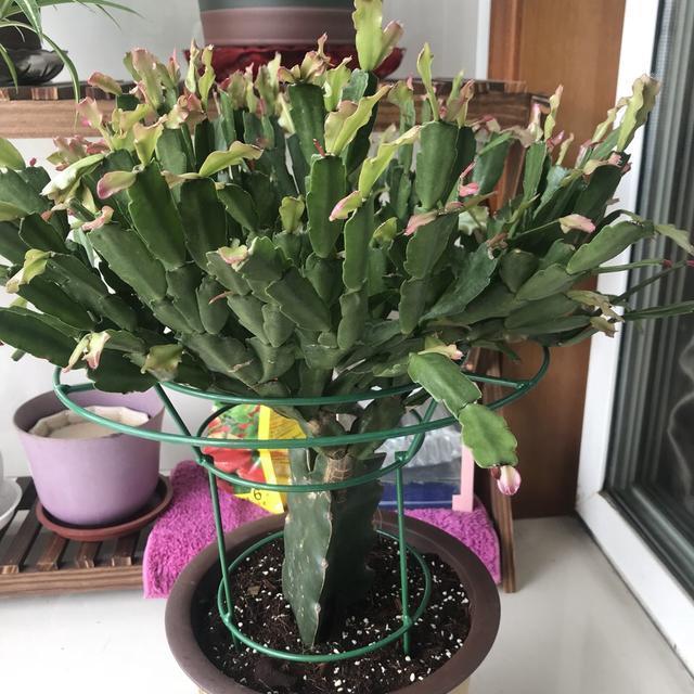 蟹爪兰叶子“软塌塌”教你做3步，嗖嗖冒新叶，入冬花朵爆盆