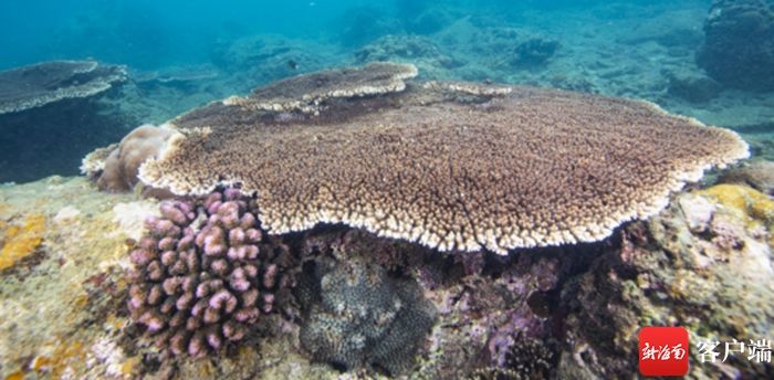 三亚亚龙湾将投放55组人工珊瑚礁