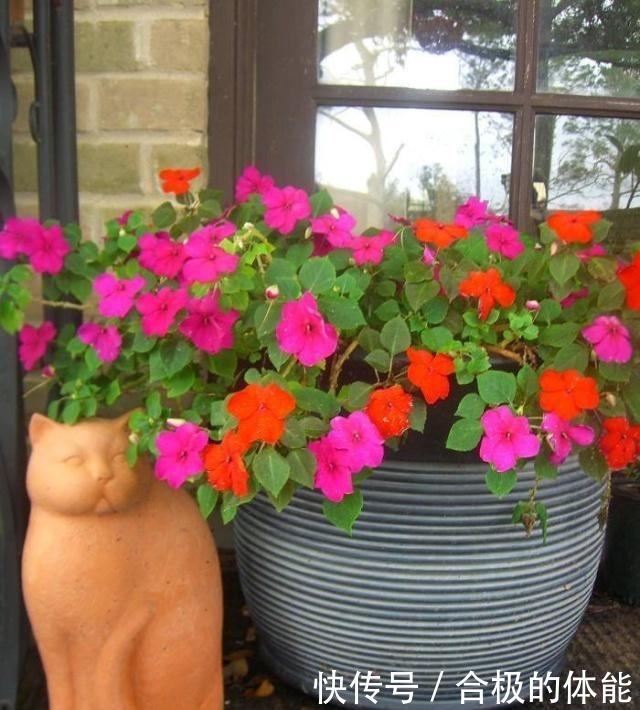 13种最佳的室内盆栽花卉，给一点点光照就可以开花了！