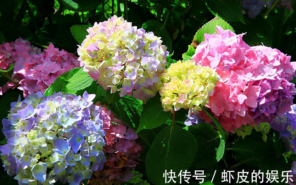 牡丹花|元旦前,“七种花”赶紧搬到阳台上冻一冻,生长茂盛,花苞呼呼冒