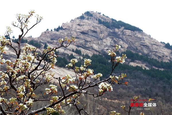 好客宁阳 梨园飘香 第24届宁阳梨花节开幕