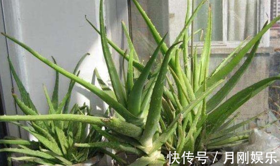 再丑也要养的“镇宅花”!有钱人家都有,招财又进宝,寓意满满