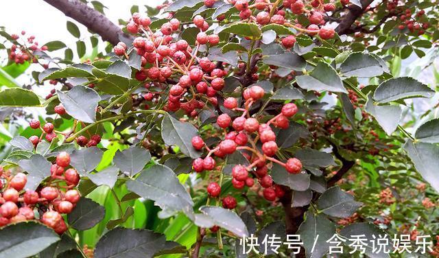 花椒|女性睡前将花椒放进肚脐里,一周后,身体发生惊喜变化,早知早好