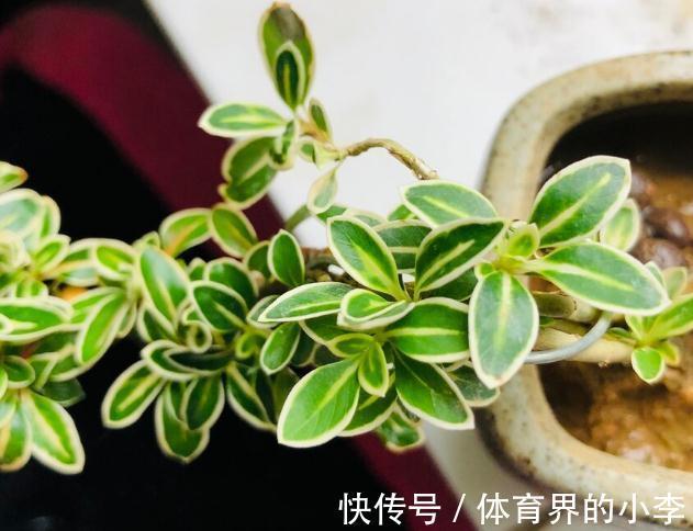 盘点一下今年被我养挂掉的花,品种不多,第6种现在还觉得很可惜