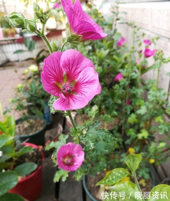 品种|小木槿有几个品种难怪别人的开花更漂亮，原来选错了品种！