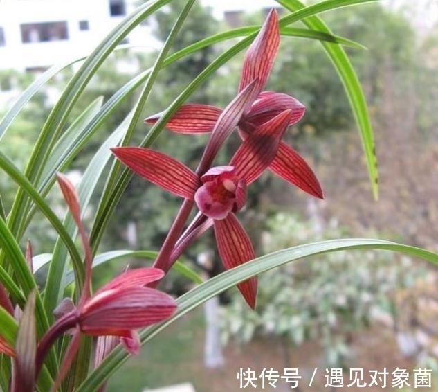 醉红素兰花|“云南色花之王”醉红素,花色顶级,香味持久,开花后自带仙气