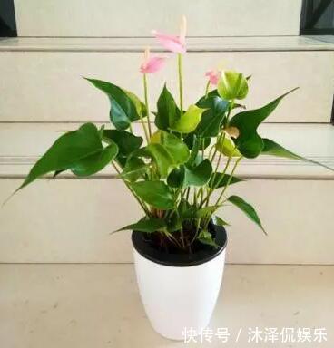 卧室放什么植物盆栽好给你推荐8款不用费心了，净化空气没烦恼!