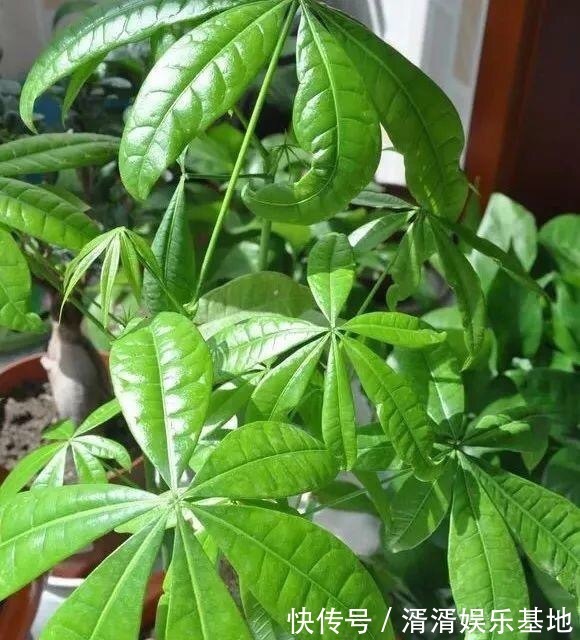 浇花|春天浇花用1种“水”，越浇盆土越松软，花卉根旺叶绿、不黄叶