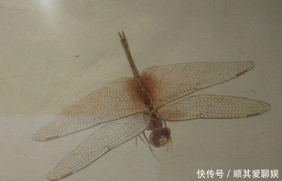 把齐白石的草虫放大,这不是照片,这是白石老人的工笔草虫!