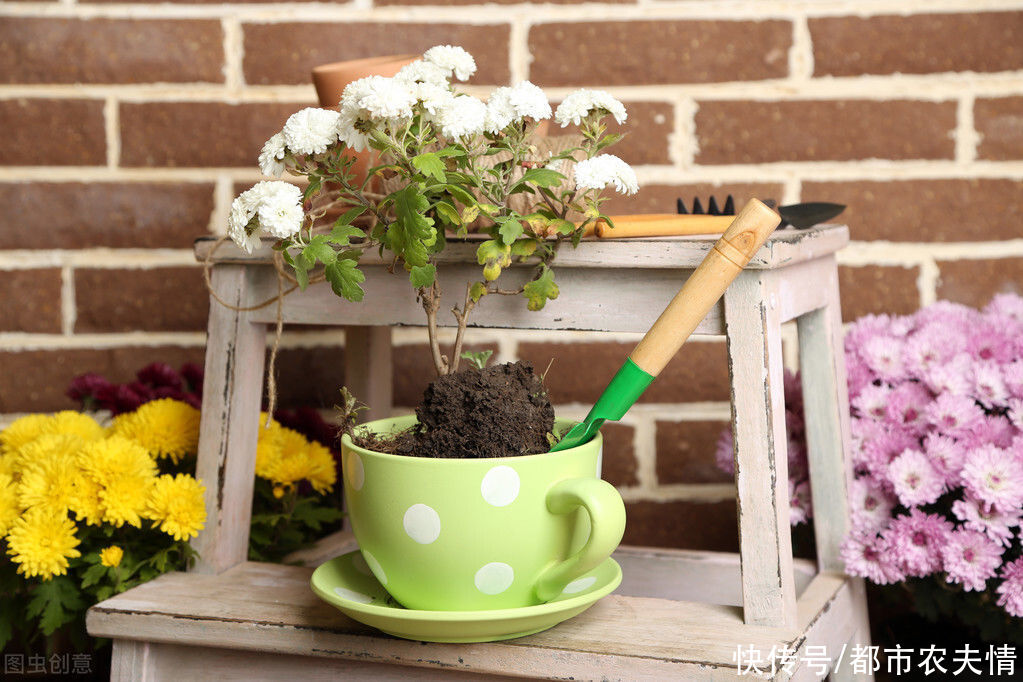  救治|盆栽知识入门必识：?盆花死亡的主要原因，以及救治方法