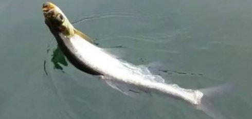 不注意这3个方面，在流水水域钓鱼你就等着空军吧！