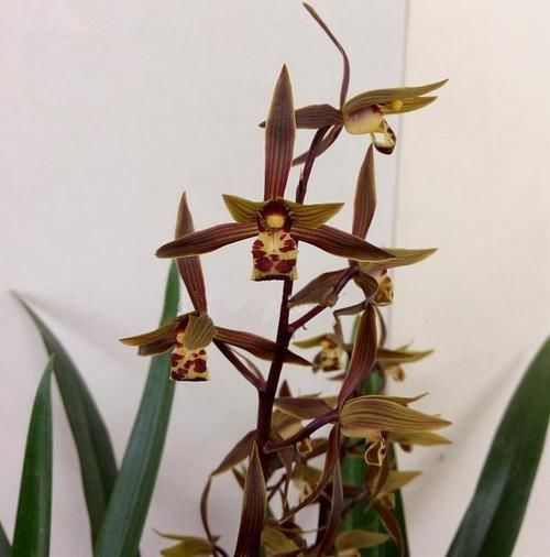 四溢|此兰花优点多到数不过来,花色罕见,花香四溢,是四大家兰之首