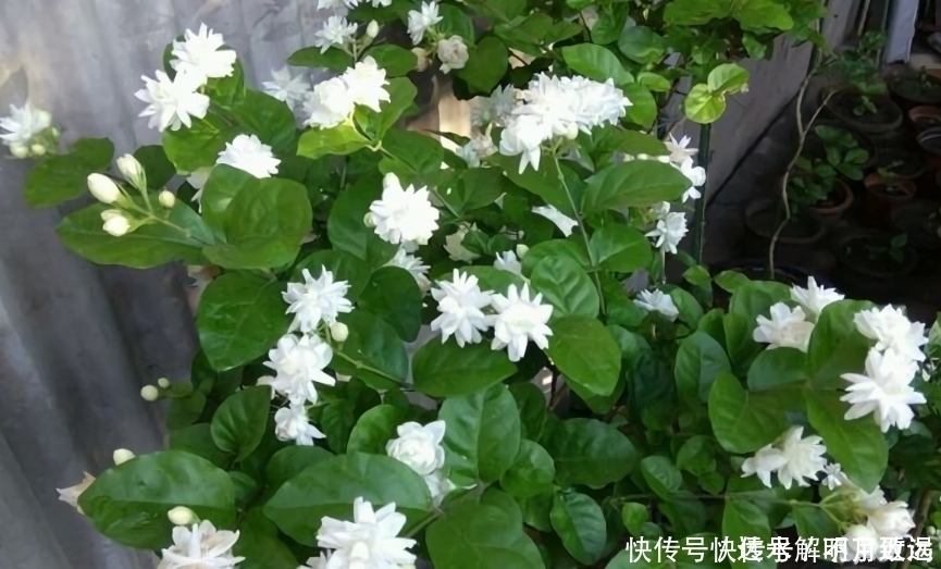 茉莉花买回家,花苞掉光不开花或许你第一步就做错了