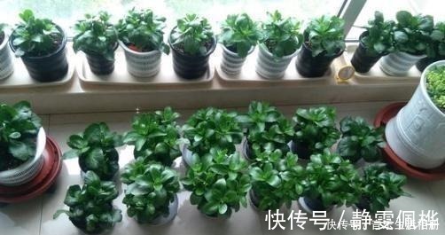 枝条|这2种花最好开春扦插，一片叶子长出一盆，今年开花不成问题！