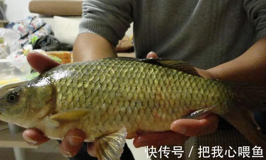水域|我国一种杂交鱼,常被冒充土鲫鱼,很多钓友也分不清