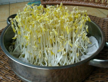 绿豆|自己在家种豆芽,1个平底锅,4天一茬,随吃随种,安全更放心