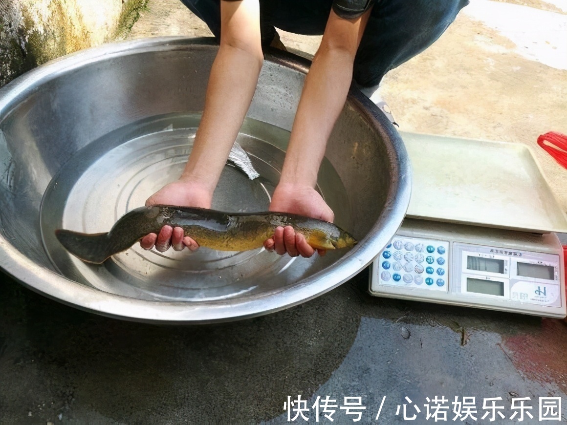 钓鱼|广东一水塘“蛇鱼成灾”，钓了半桶不敢吃，网友：鱼干三四百一斤