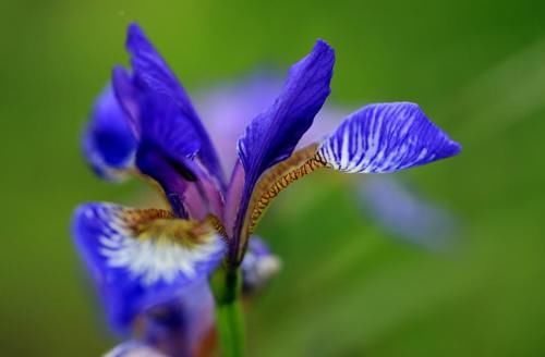 “马兰花马兰花，风吹雨打都不怕”，童谣马兰花究竟是什么花？