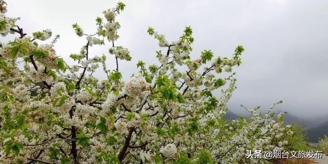 春风有信，寄给你人间醉美福山姜家夼